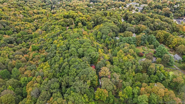a close up of a plant in a yard