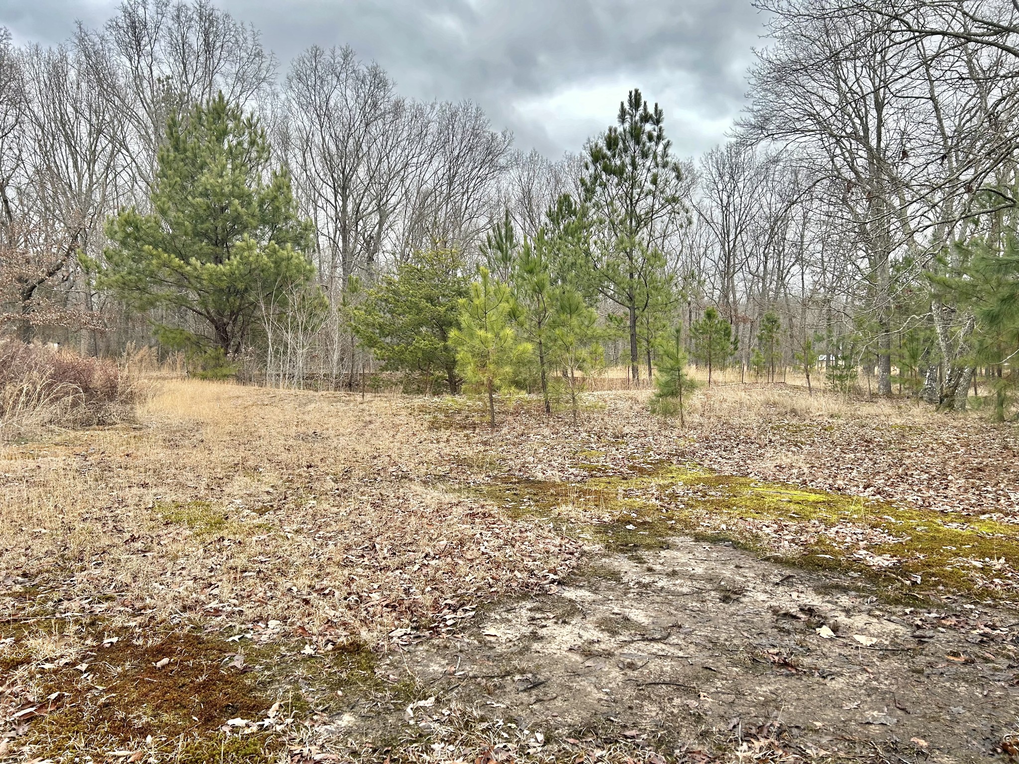 0 Wright Road Manchester, TN 37355 - Photo 8 of 10 a backyard of a house with lots of green space