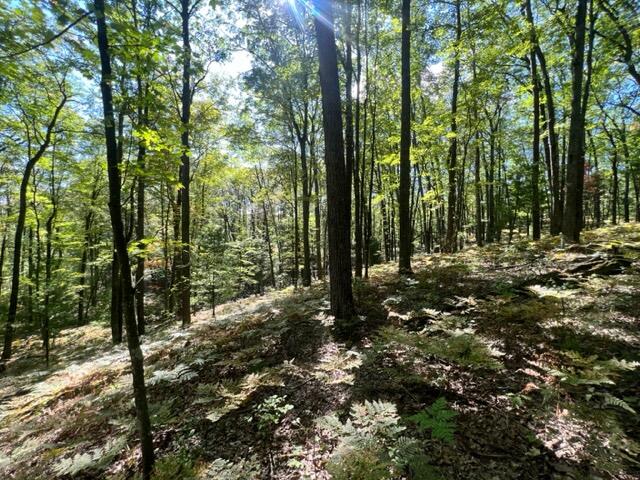 3675 Nasser (120 Acres) Road Fairview, MI 48621 - Photo 43 of 76 Gallery Image 43
