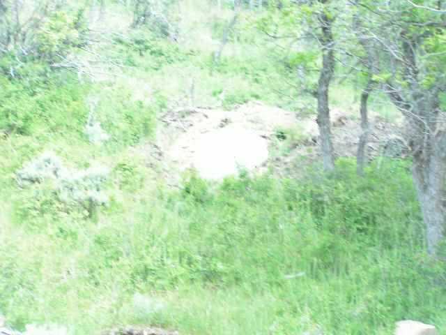 Wild Acres Rifle, CO 81650 - Photo 3 of 4 a view of a yard with a tree