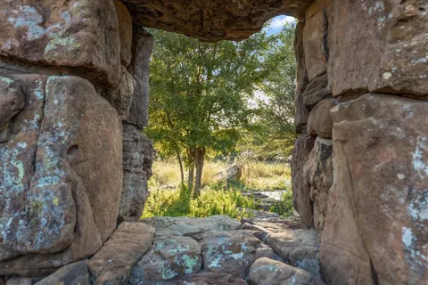 a view of backyard with plants and trees