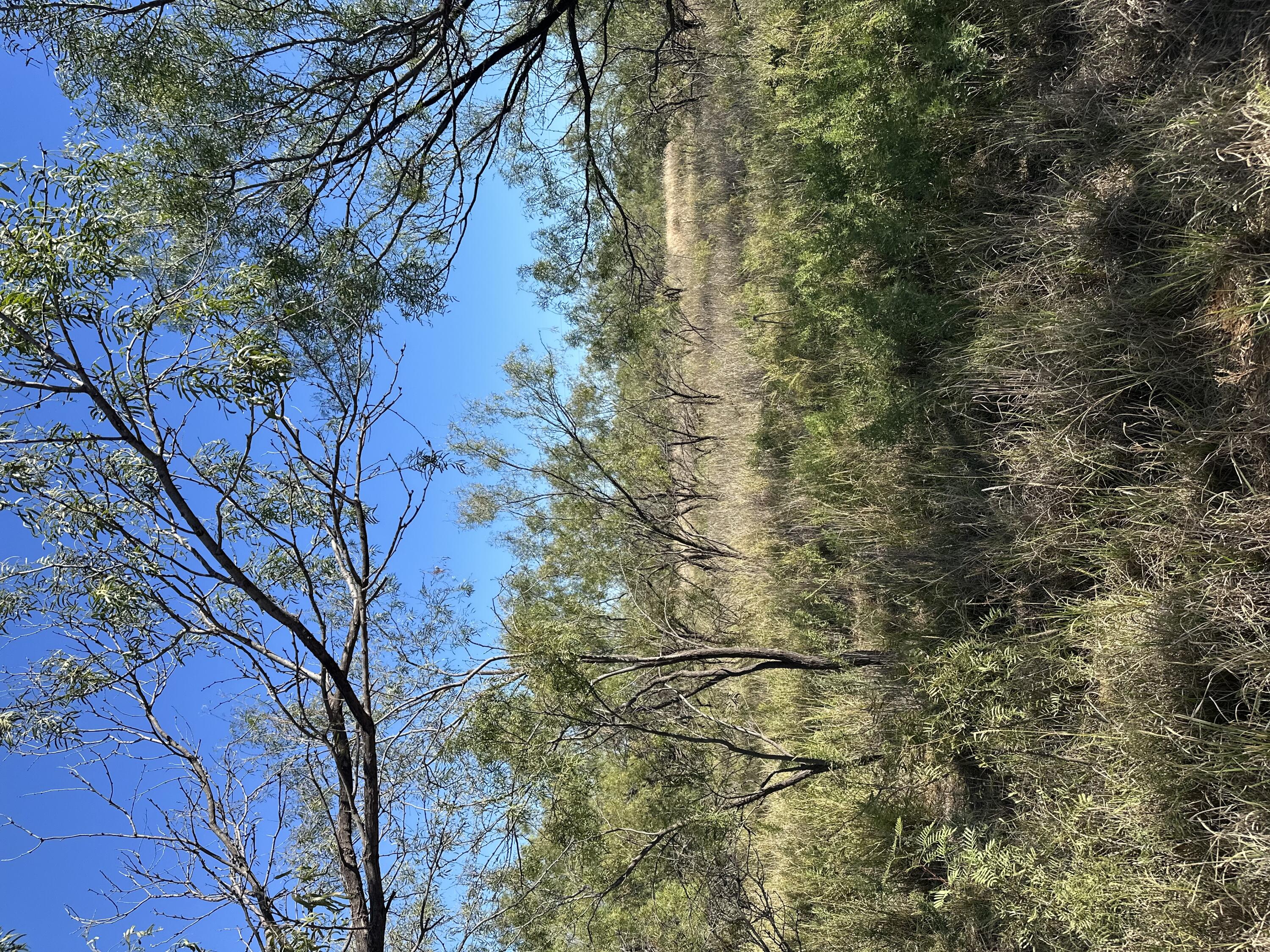 102 Lot Snyder, TX 79549 - Photo 14 of 15 IMG_3816