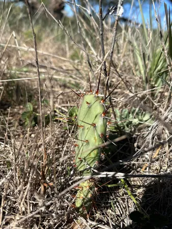 a view of swimming pool with a yard