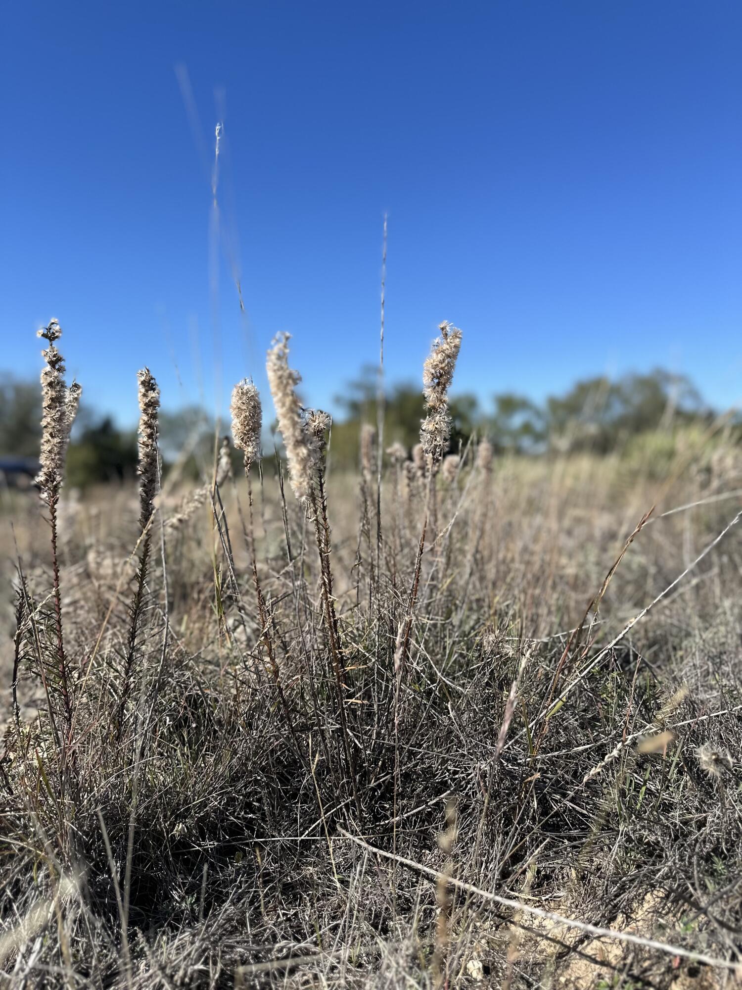 102 Lot Snyder, TX 79549 - Photo 5 of 15 IMG_3826