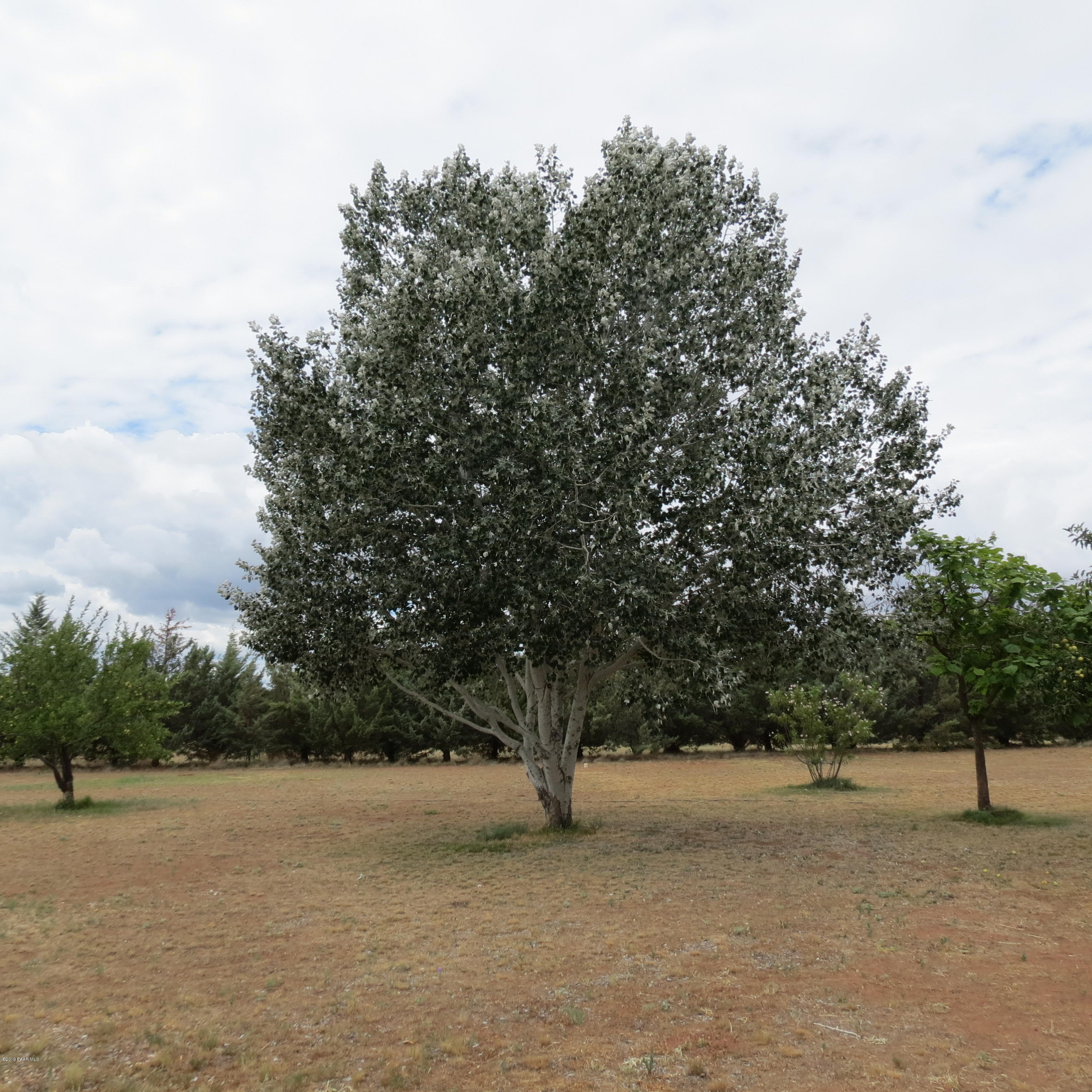 1107 Saddle Road Paulden, AZ 86334 - Photo 7 of 25 a view of outdoor space and trees
