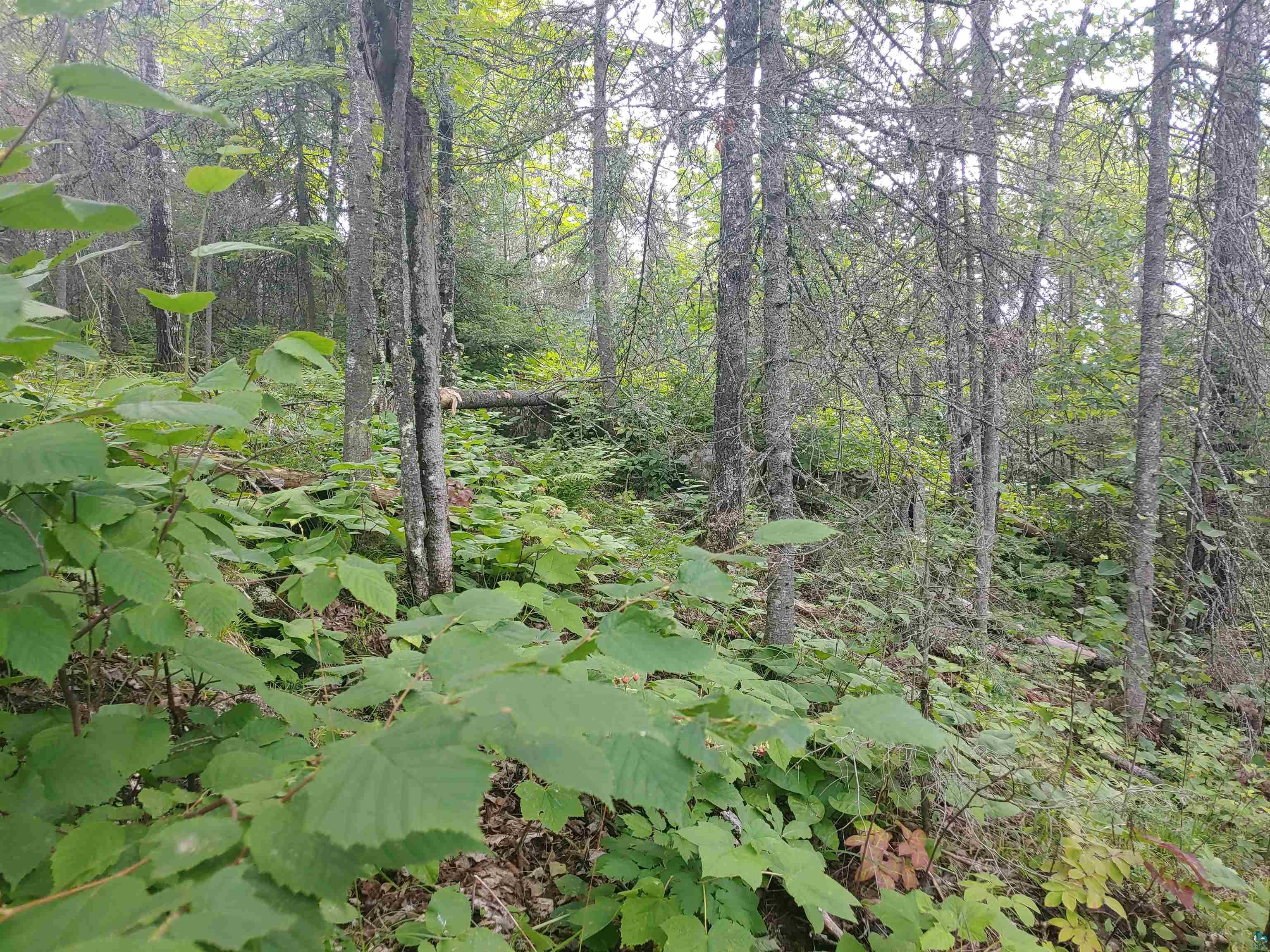 Two Gun Club Road Two Harbors, MN 55616 - Photo 4 of 14
