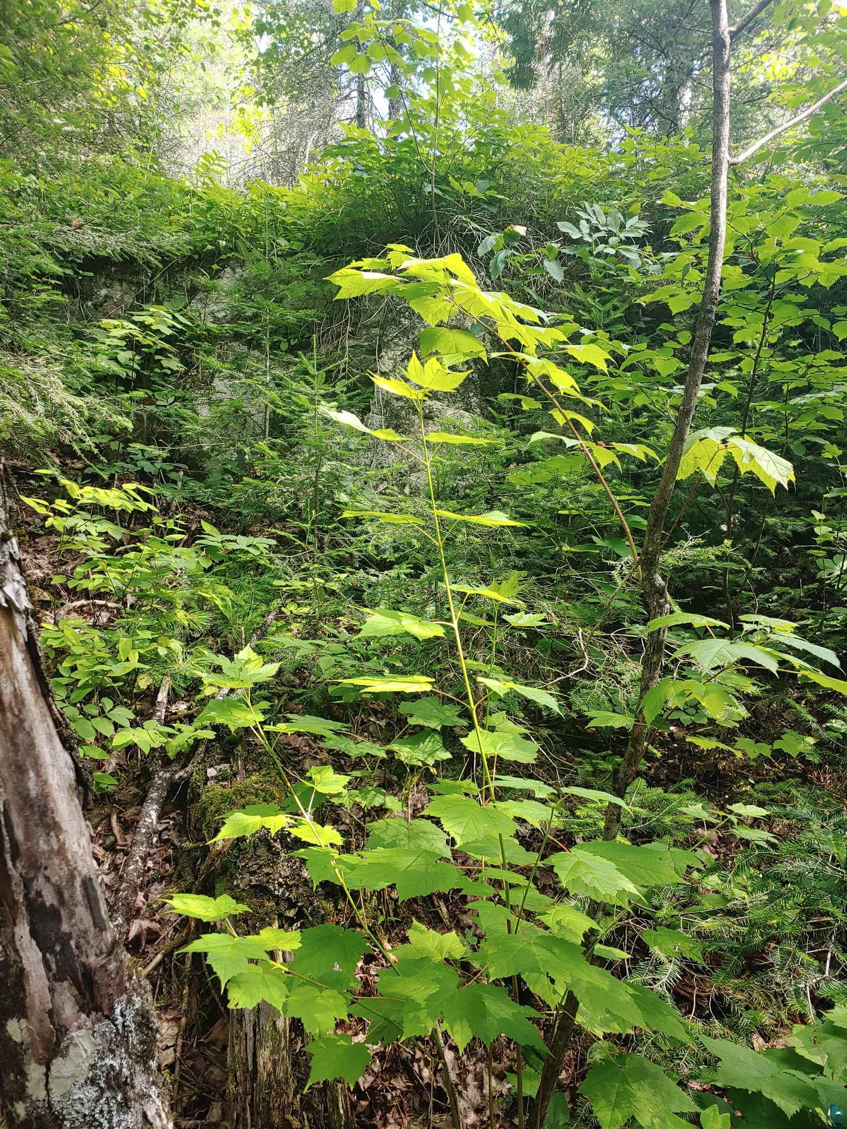 Two Gun Club Road Two Harbors, MN 55616 - Photo 7 of 14