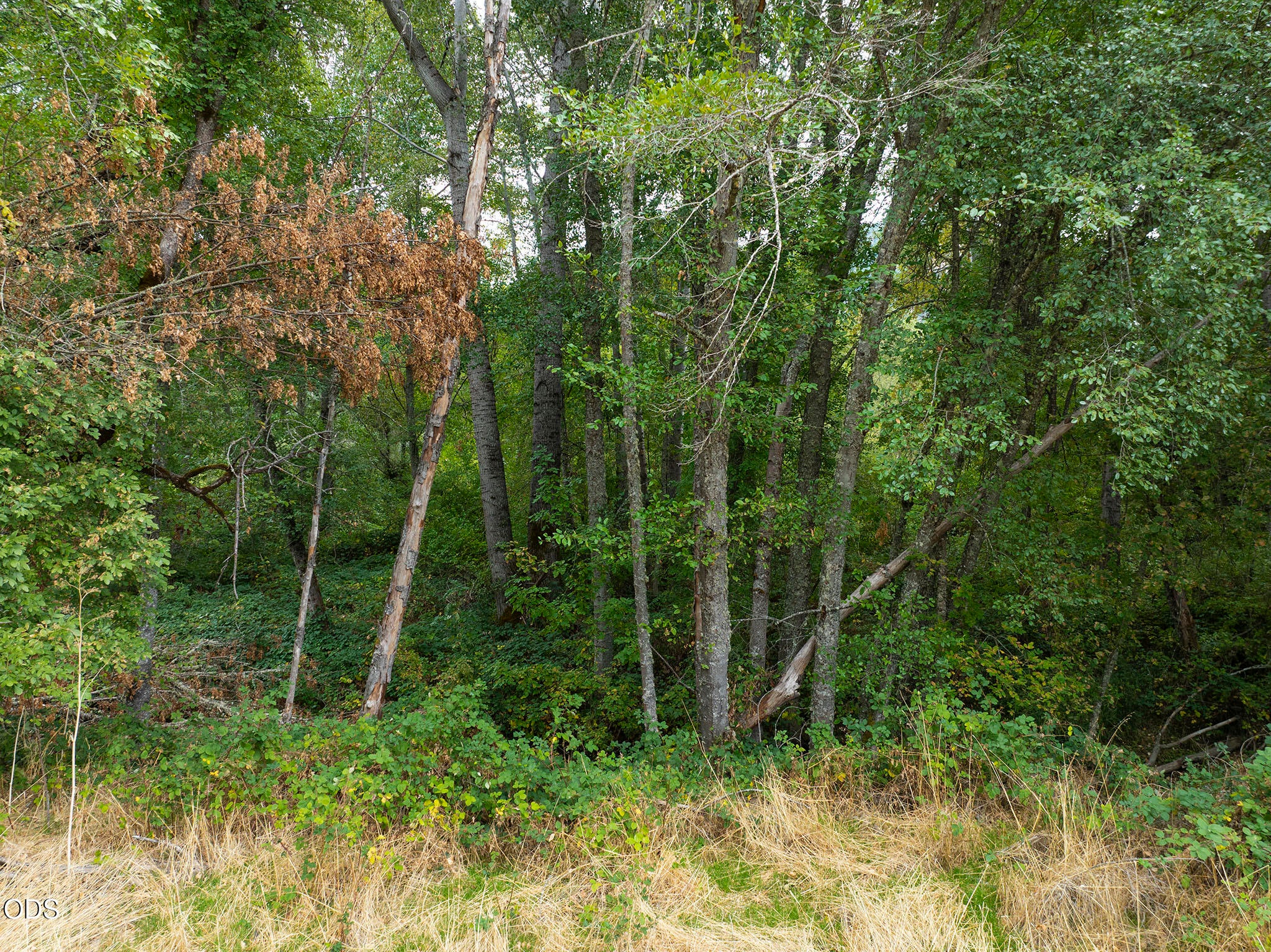 0 Sunshine Road, Unit 1306 Williams, OR 97544 - Photo 13 of 14 Gallery Image 13