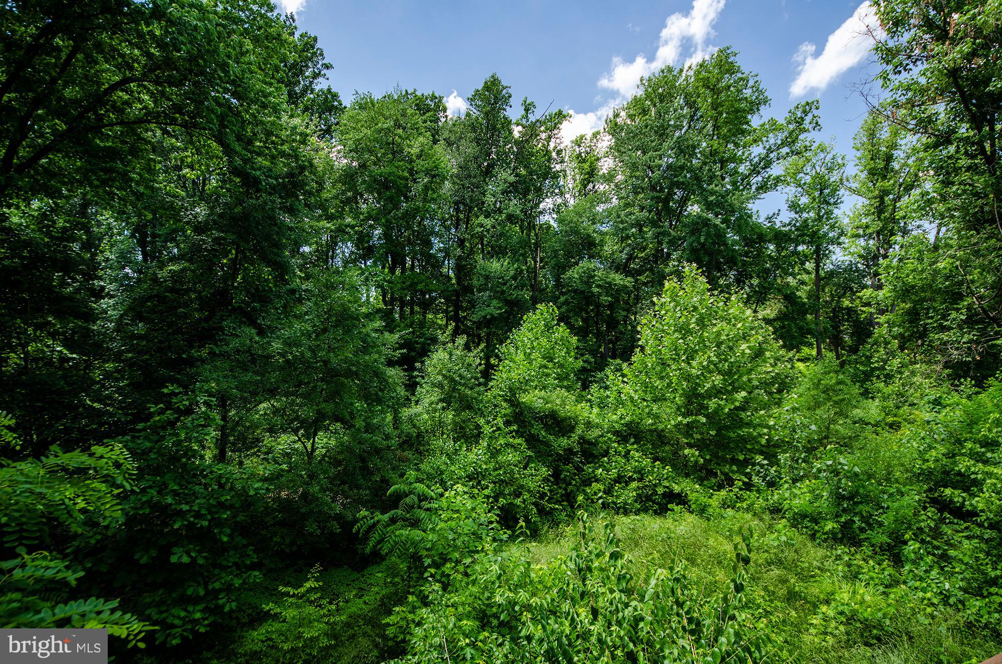 170 Rees Place Falls Church, VA 22046 - Photo 37 of 40 Beautiful Nature View