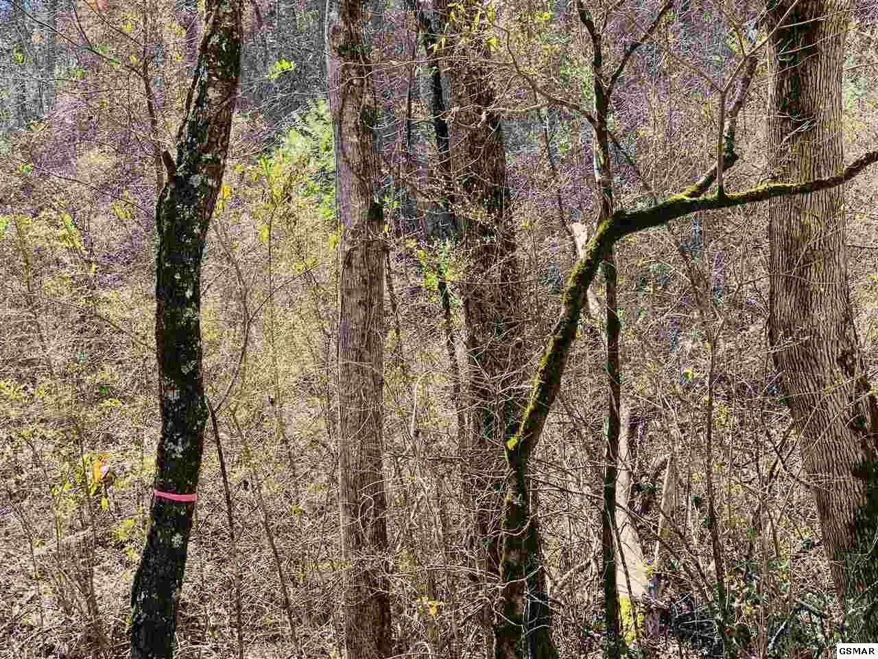 9 Sulpher Springs Road Sevierville, TN 37862 - Photo 12 of 12 Gallery Image 12