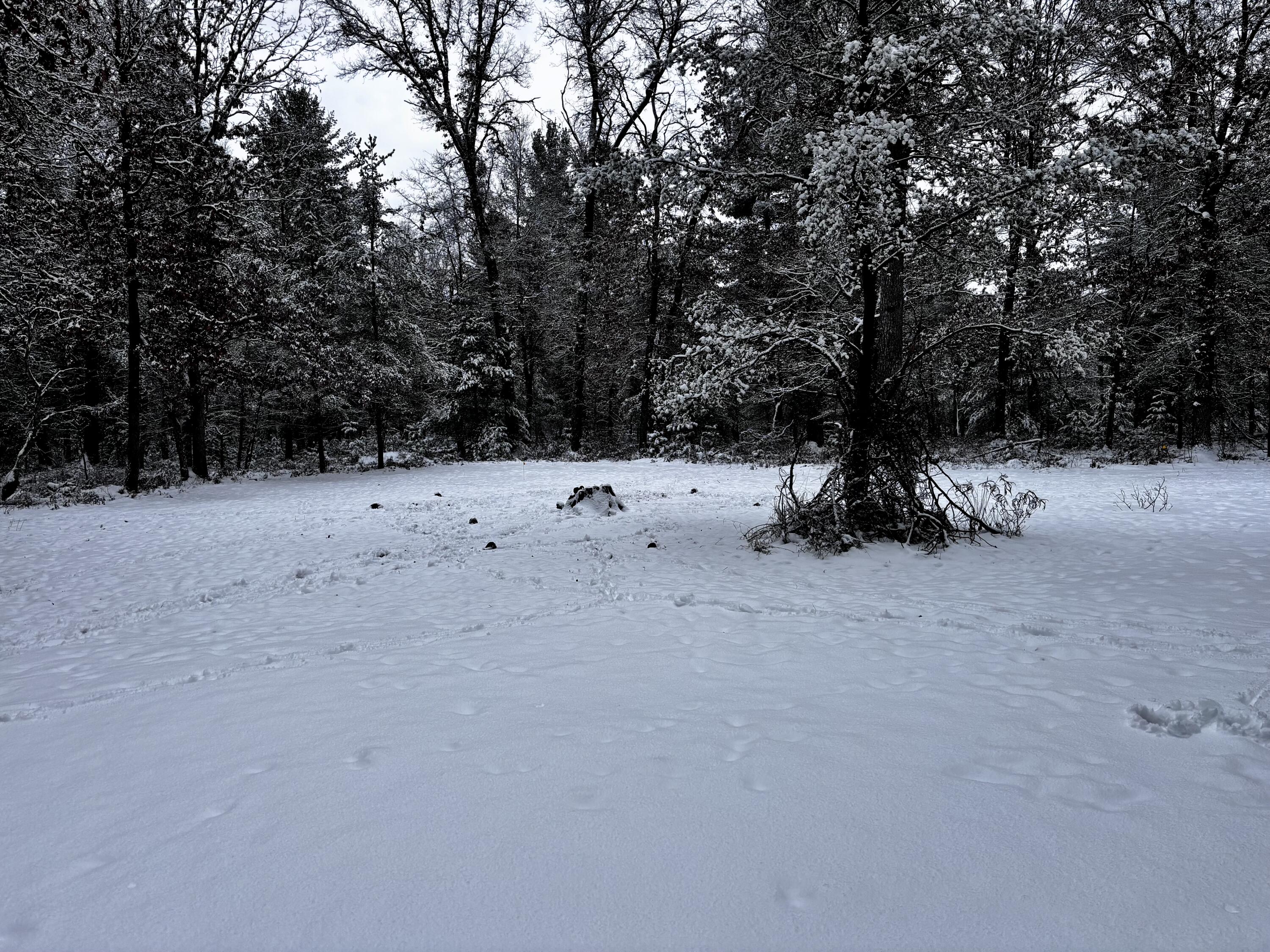 3728 South Merrillville Road Baldwin, MI 49304 - Photo 19 of 22 Woods