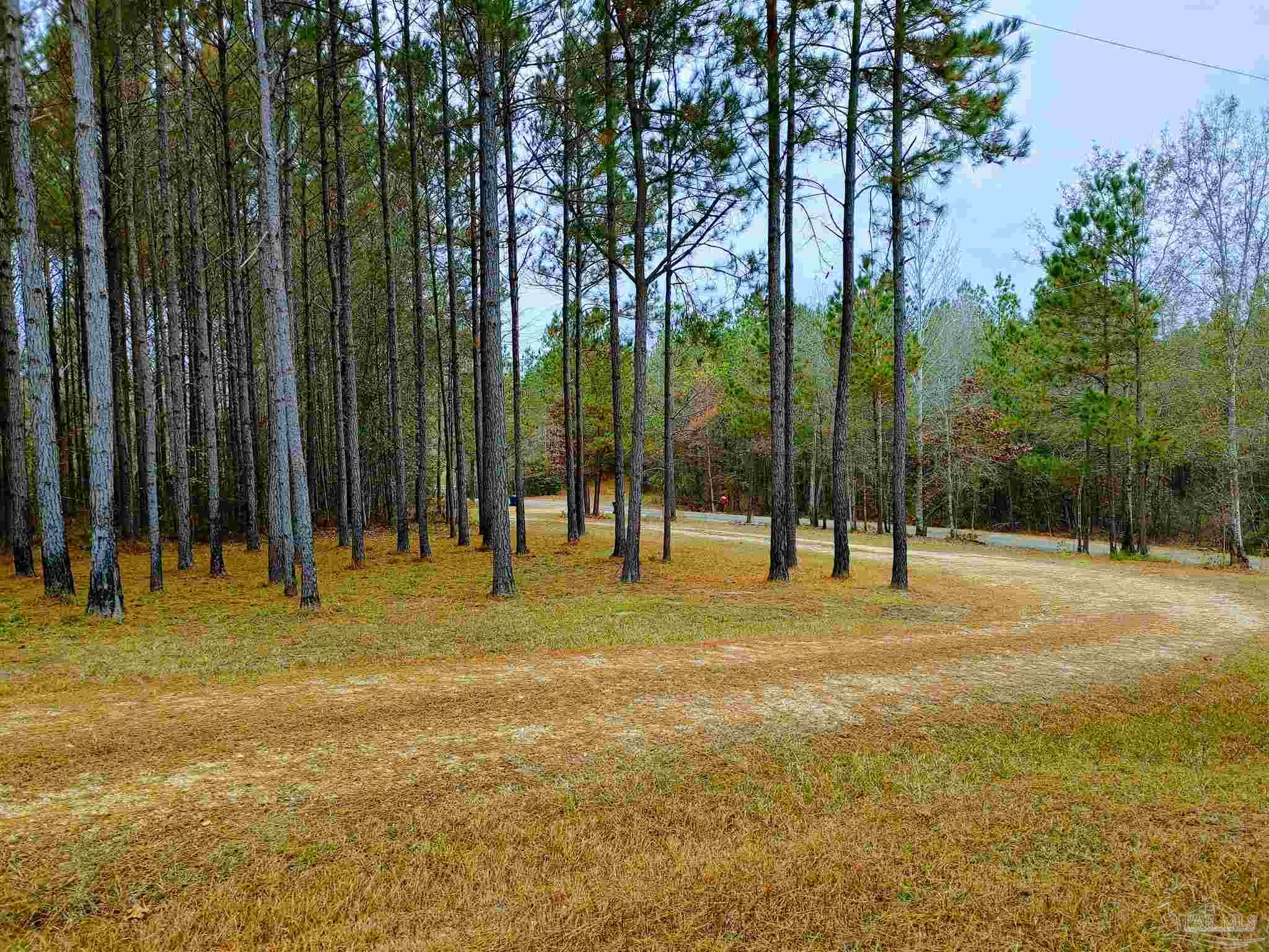 415 Clark Road Gilbertown, AL 36908 - Photo 47 of 50 a view of a park with large trees