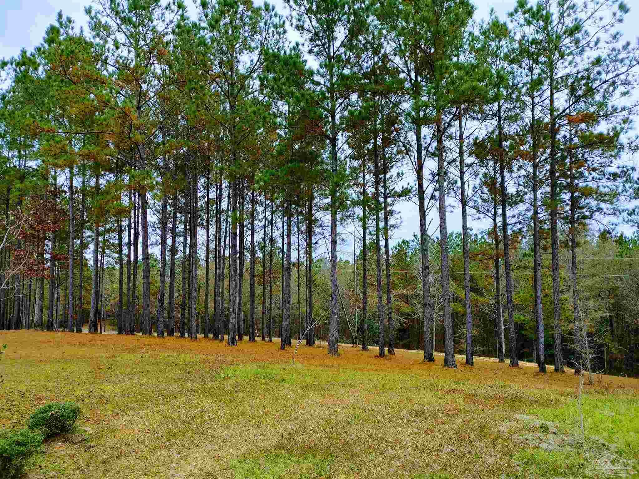 415 Clark Road Gilbertown, AL 36908 - Photo 48 of 50 a swimming pool with outdoor space