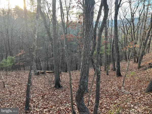 a view of a forest filled with trees