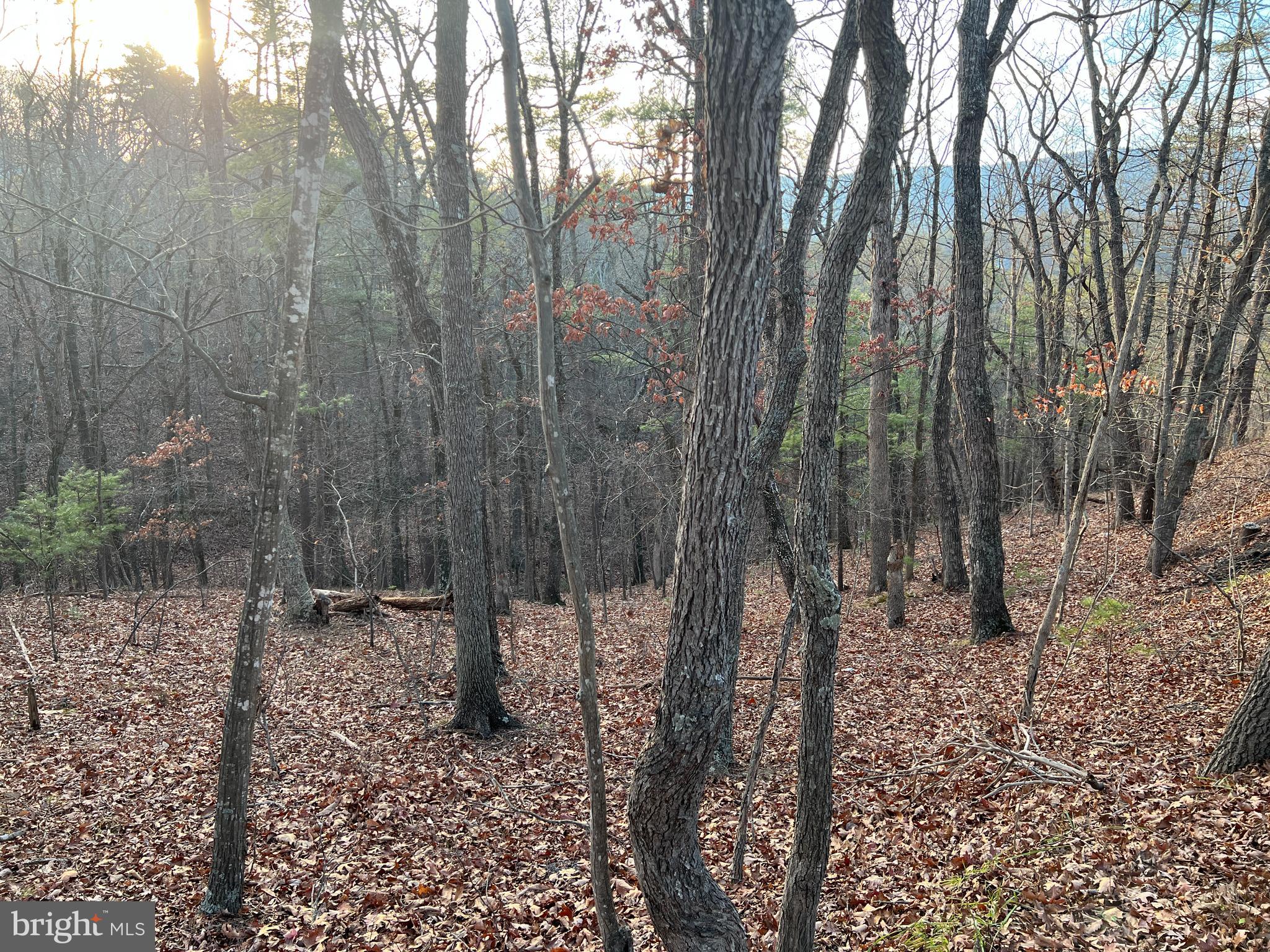 a view of a forest filled with trees