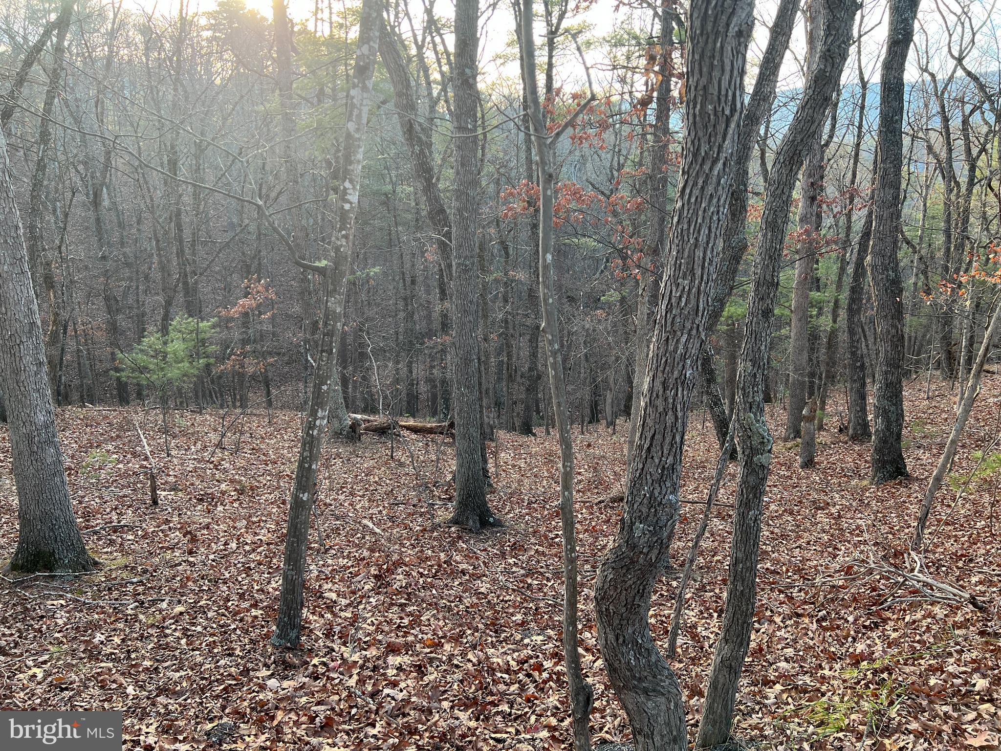 0 Straton Court Mount Jackson, VA 22842 - Photo 2 of 3 a view of a forest