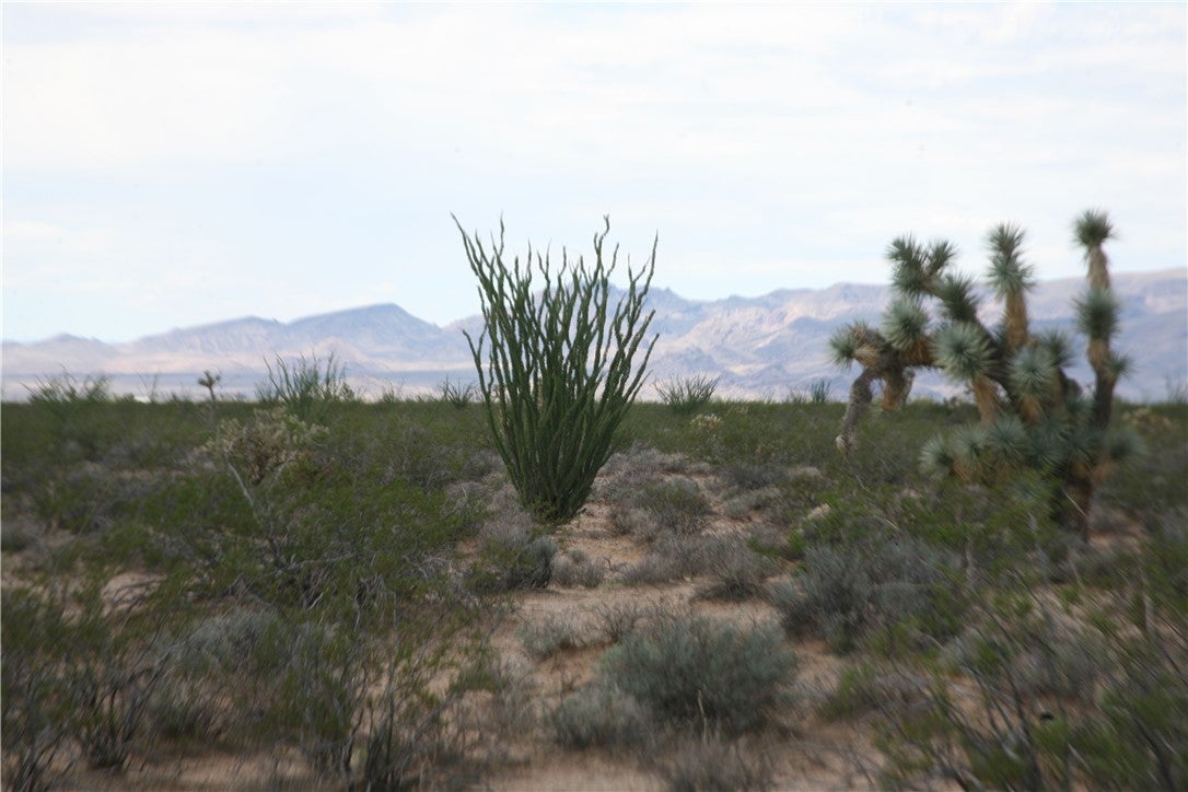 243-15-016 South Custer Road, Unit 3491 Yucca, AZ 86438 - Photo 47 of 61 Gallery Image 47
