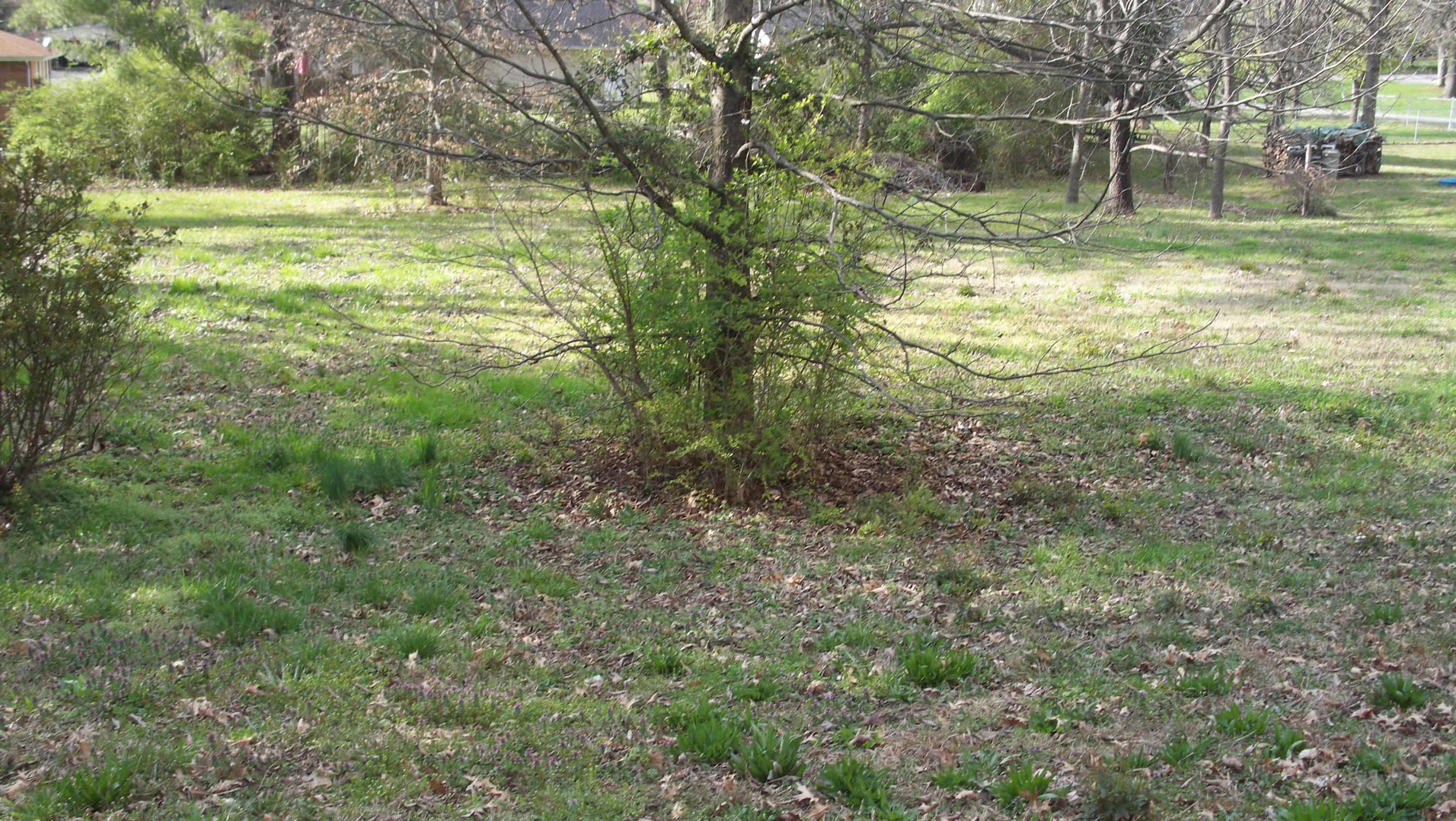 Merritt Road Maryville, TN 37804 - Photo 2 of 5 100_4407