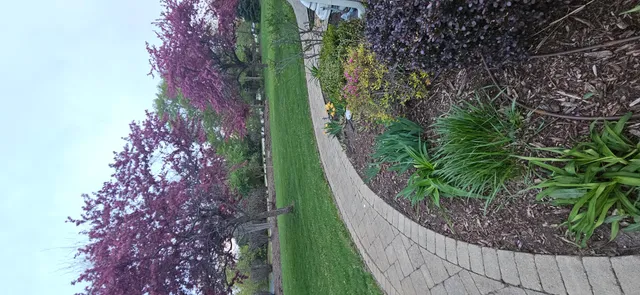 a view of a park with large trees