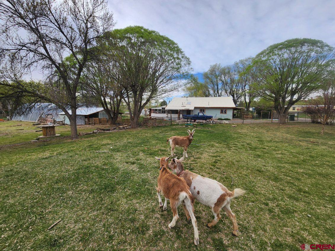 610 Ivy Street Nucla, CO 81424 - Photo 2 of 28 a backyard of a house with table and chairs
