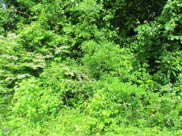 a view of a lush green forest
