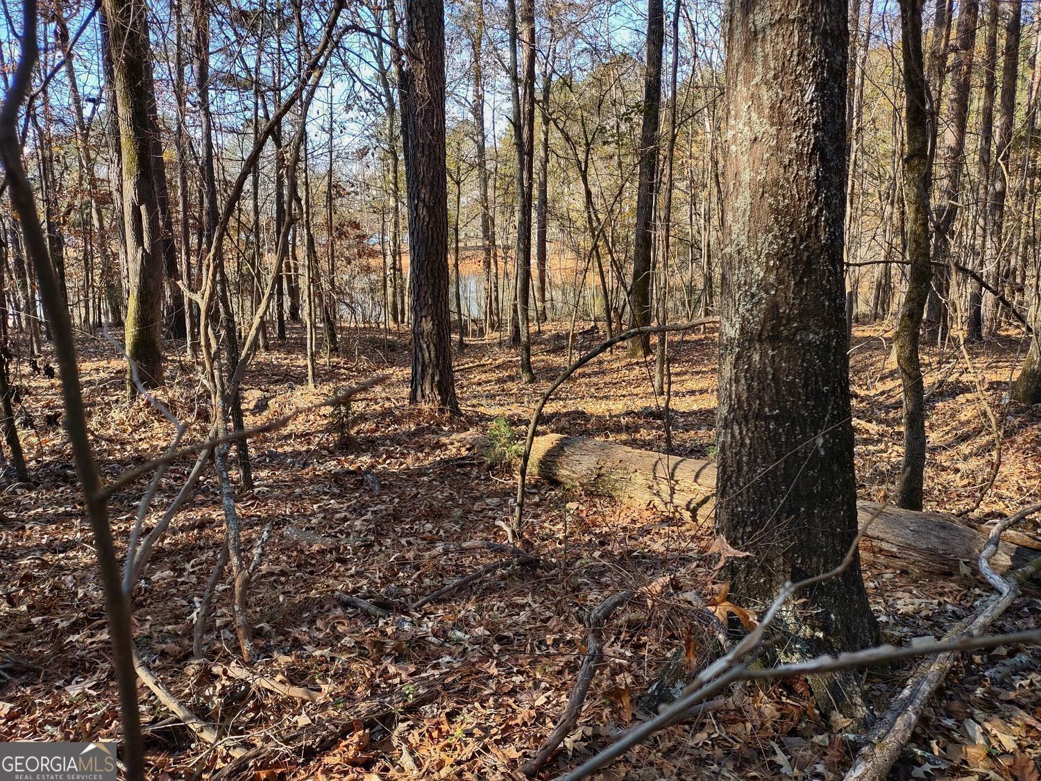 0 Panhandle Road, Unit LOT 3 Hampton, GA 30228 - Photo 33 of 40 a view of forest