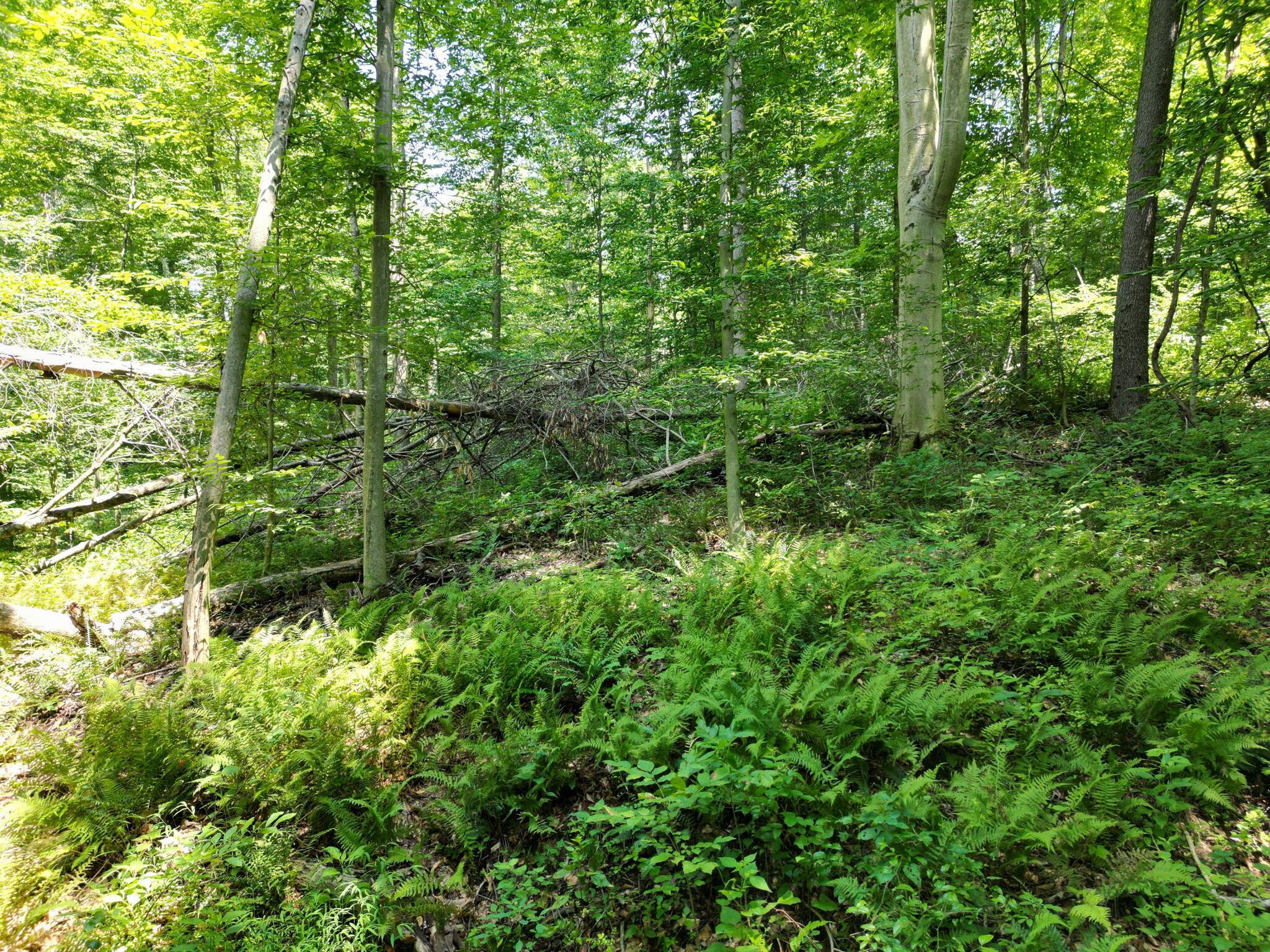 8935 Bagley Road Mount Perry, OH 43760 - Photo 63 of 79 59-web-or-mls-8935-bagley-rd