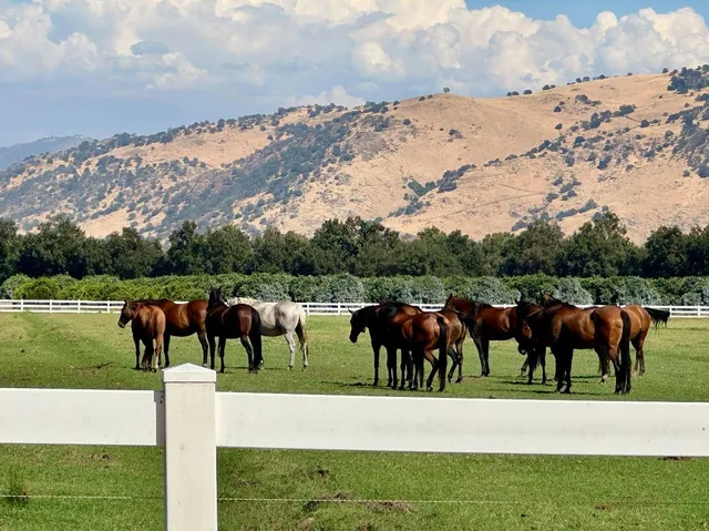 a view of group of trees in front of building