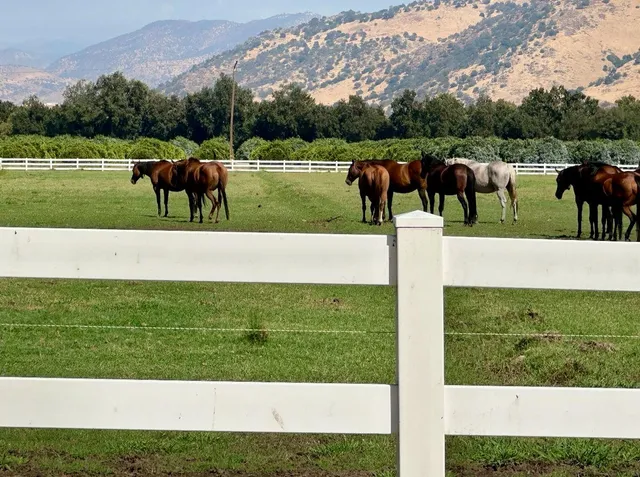 a view of yard with green space