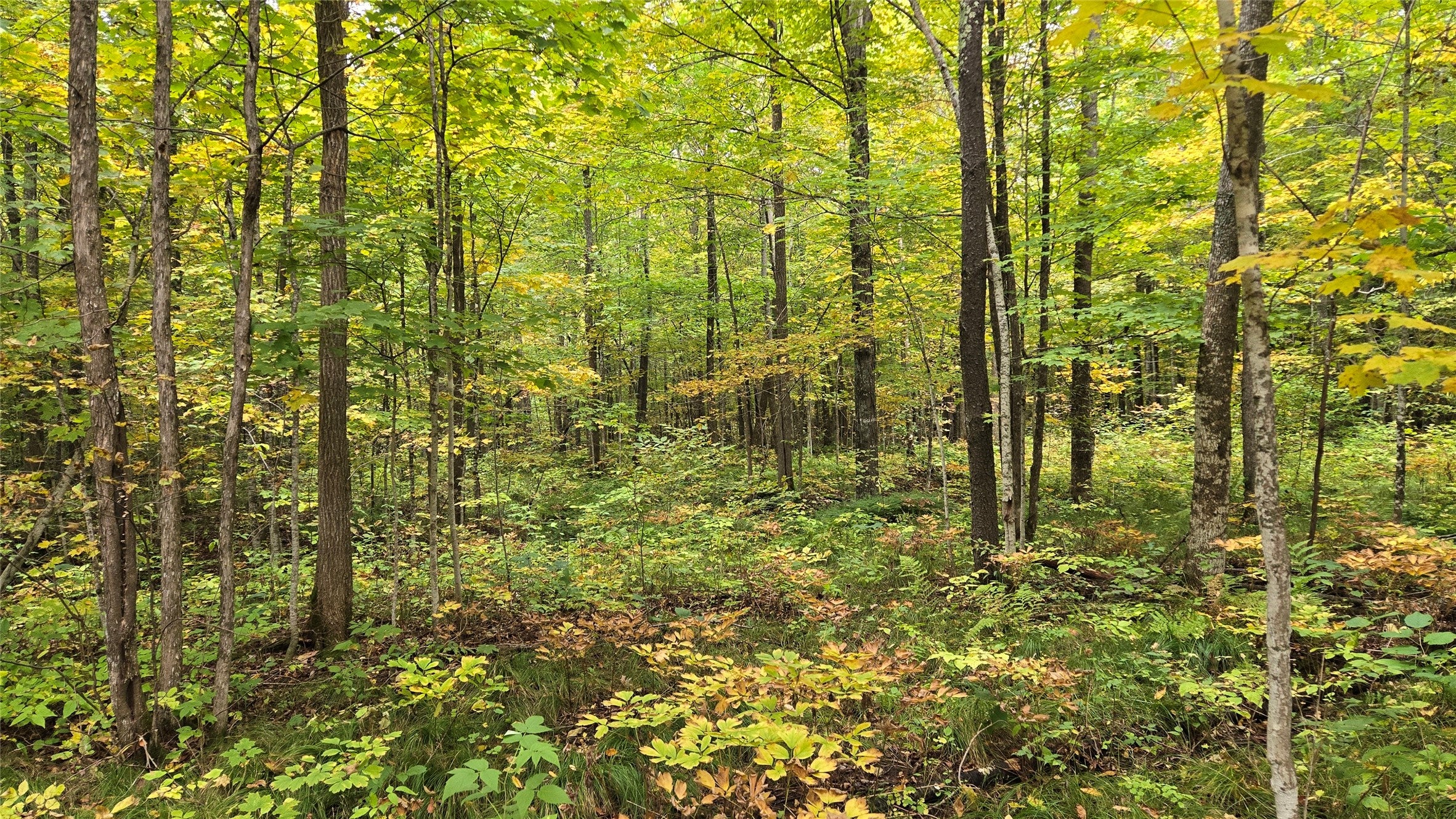 Lot 6 Deer Lake Road Exeland, WI 54835 - Photo 23 of 25 Gallery Image 23