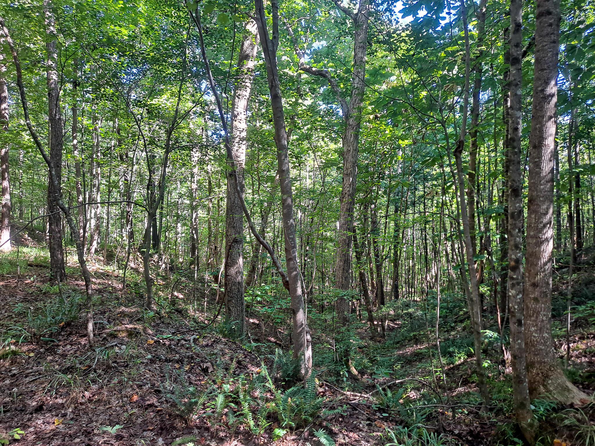 Albert Windham Road Nauvoo, AL 35578 - Photo 18 of 23 Gallery Image 18
