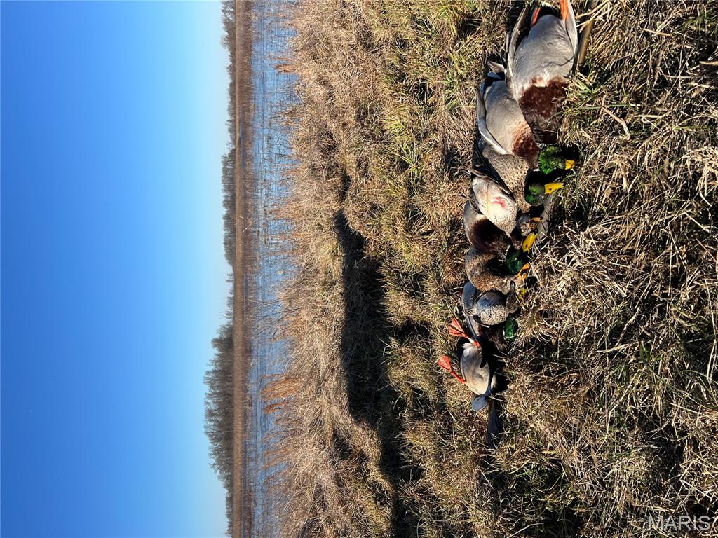 0 Highway P New Madrid Mo 63869 East Prairie, MO 63845 - Photo 4 of 17