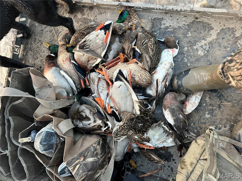 0 Highway P New Madrid Mo 63869 East Prairie, MO 63845 - Photo 7 of 17