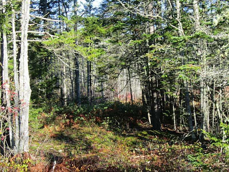 Lot Tbd Flye Point Road Brooklin, ME 04616 - Photo 5 of 14 Land.