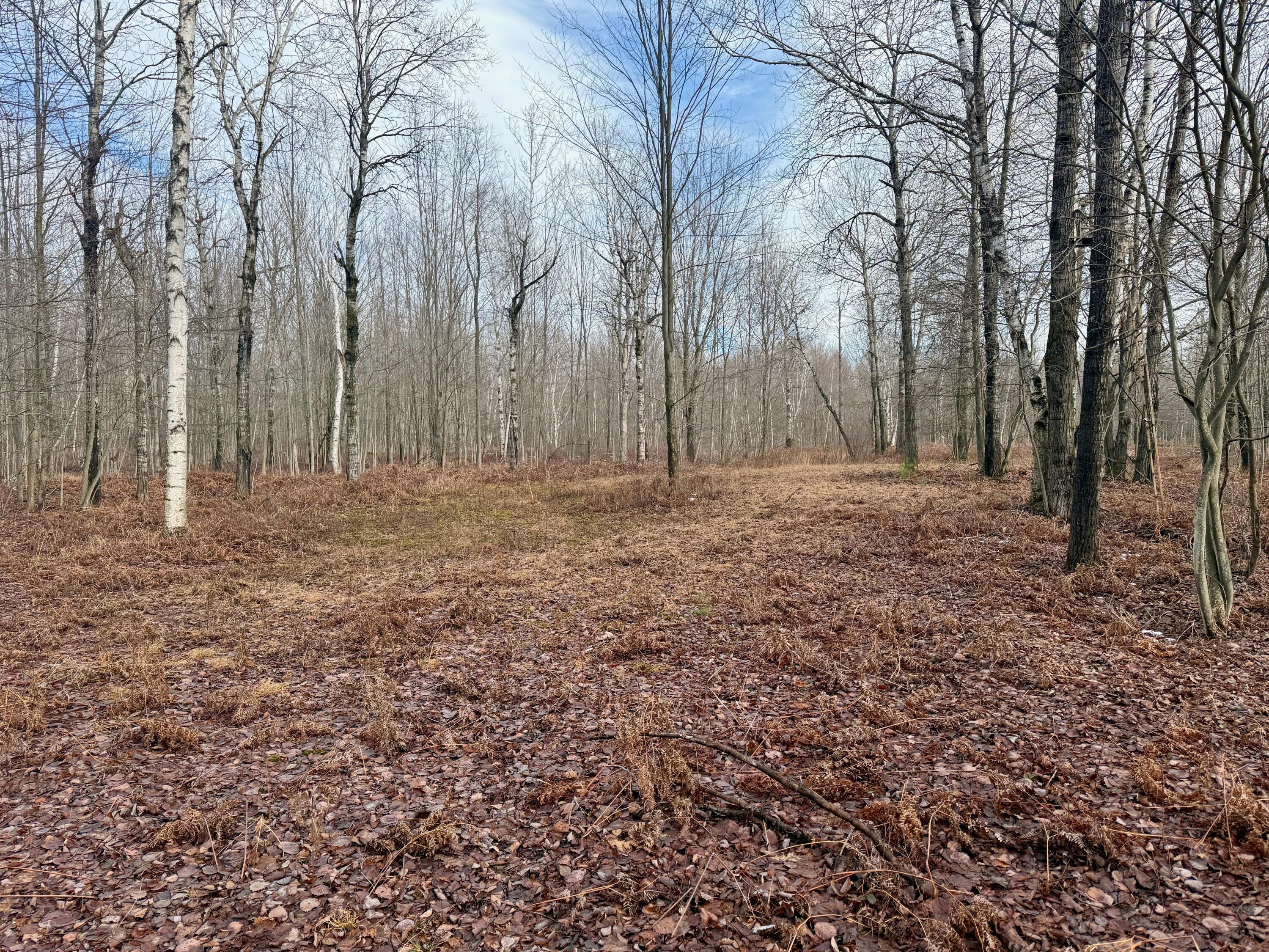 V/l East Levely Road Rhodes, MI 48652 - Photo 14 of 18 012