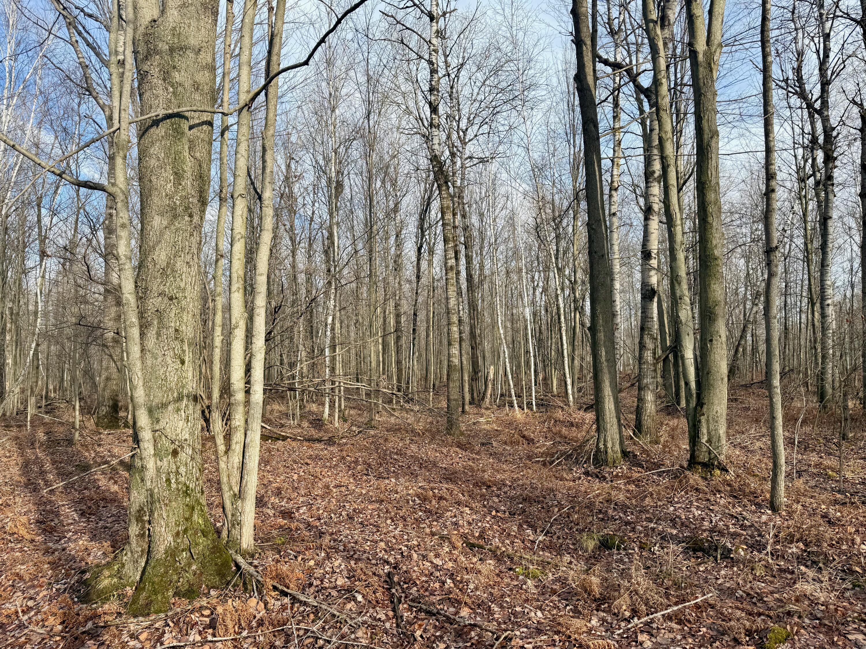 V/l East Levely Road Rhodes, MI 48652 - Photo 16 of 18 014