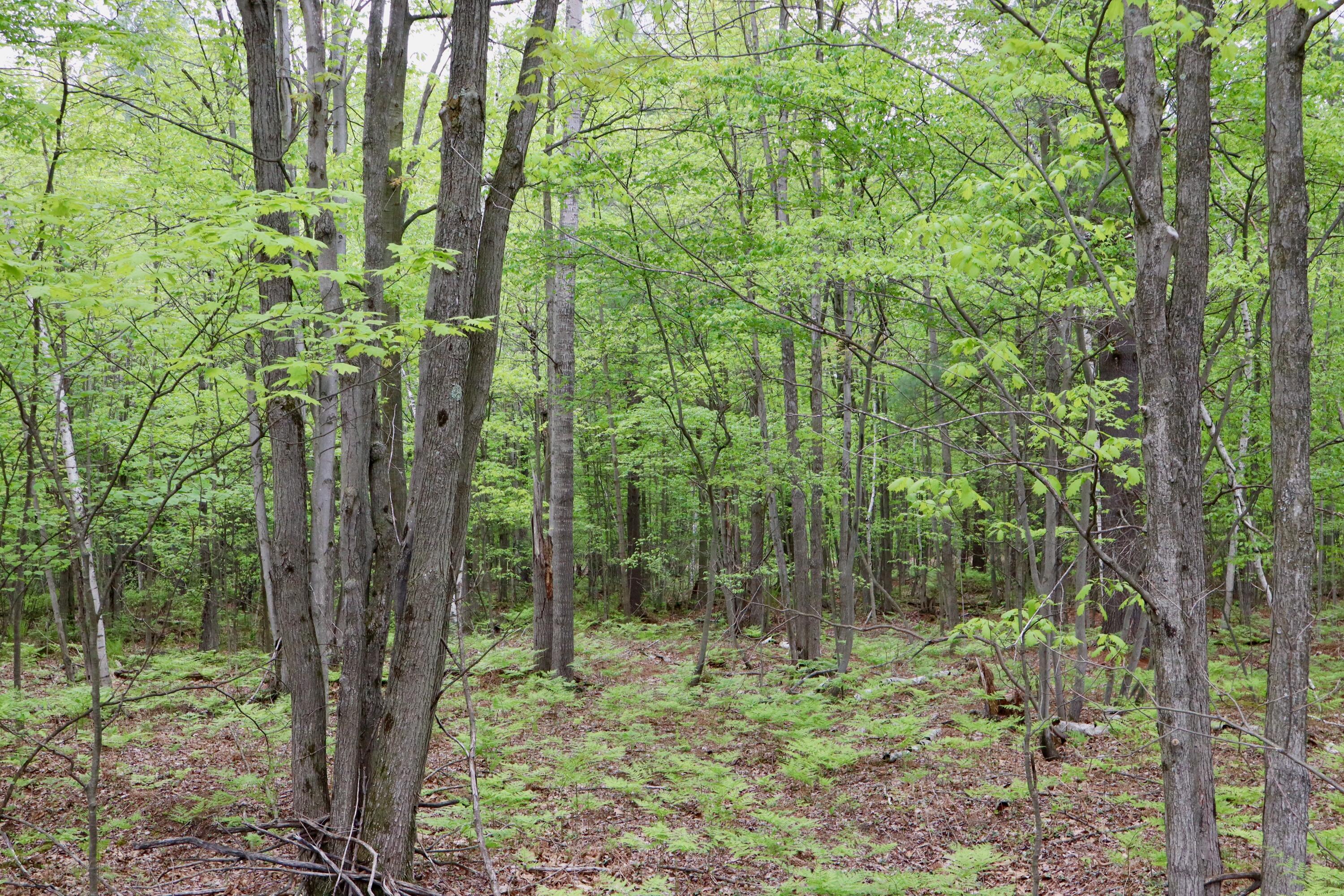 V/l East Levely Road Rhodes, MI 48652 - Photo 2 of 18 002