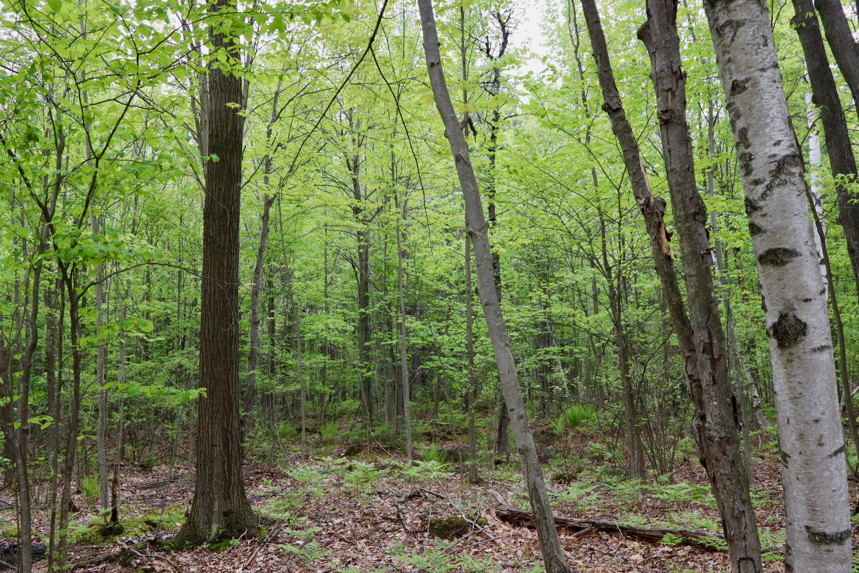 V/l East Levely Road Rhodes, MI 48652 - Photo 3 of 18 003