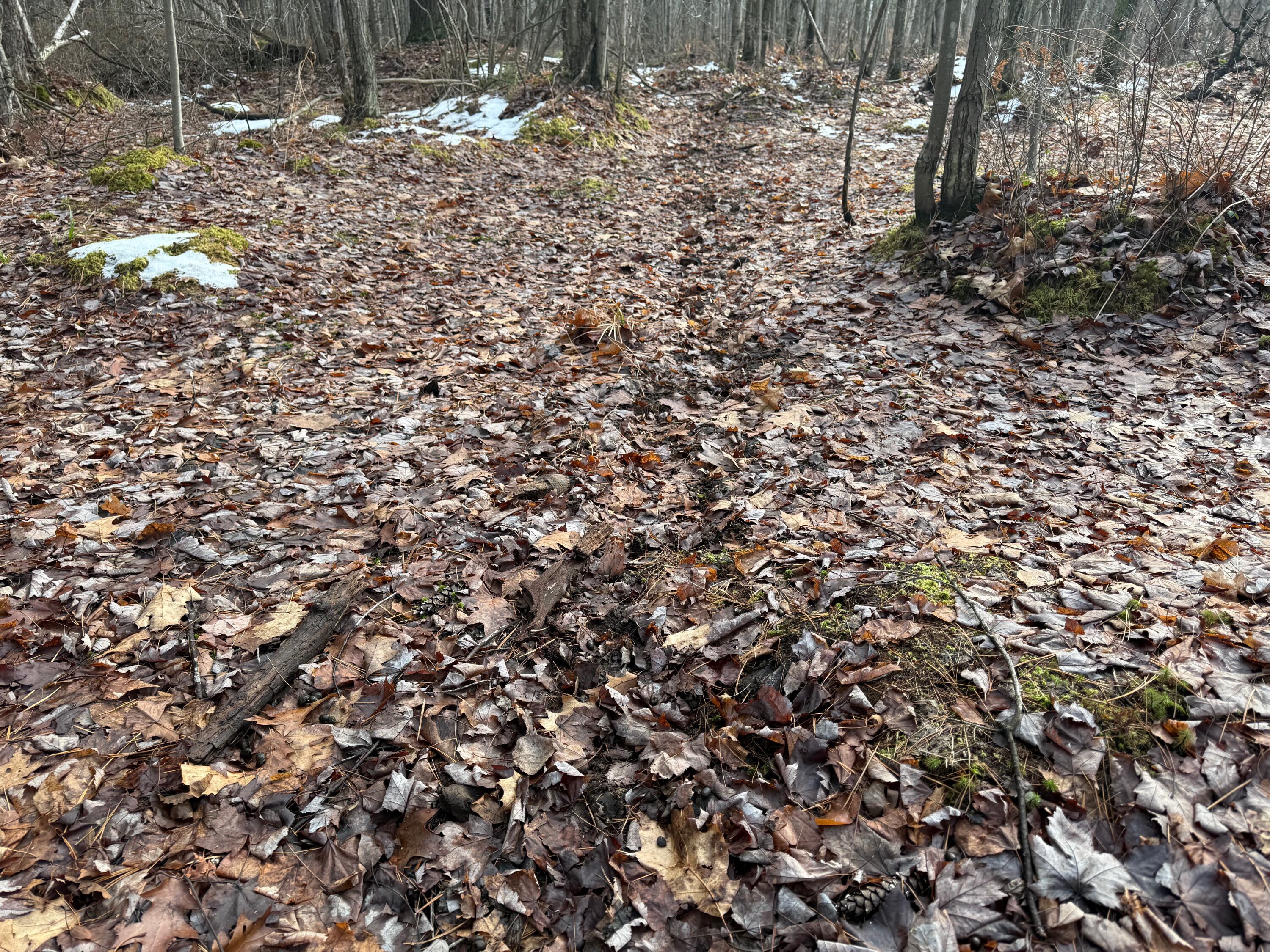 V/l East Levely Road Rhodes, MI 48652 - Photo 7 of 18 006a