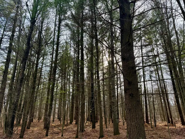 $120,000 | V/l East Levely Road, Rhodes, MI 48652