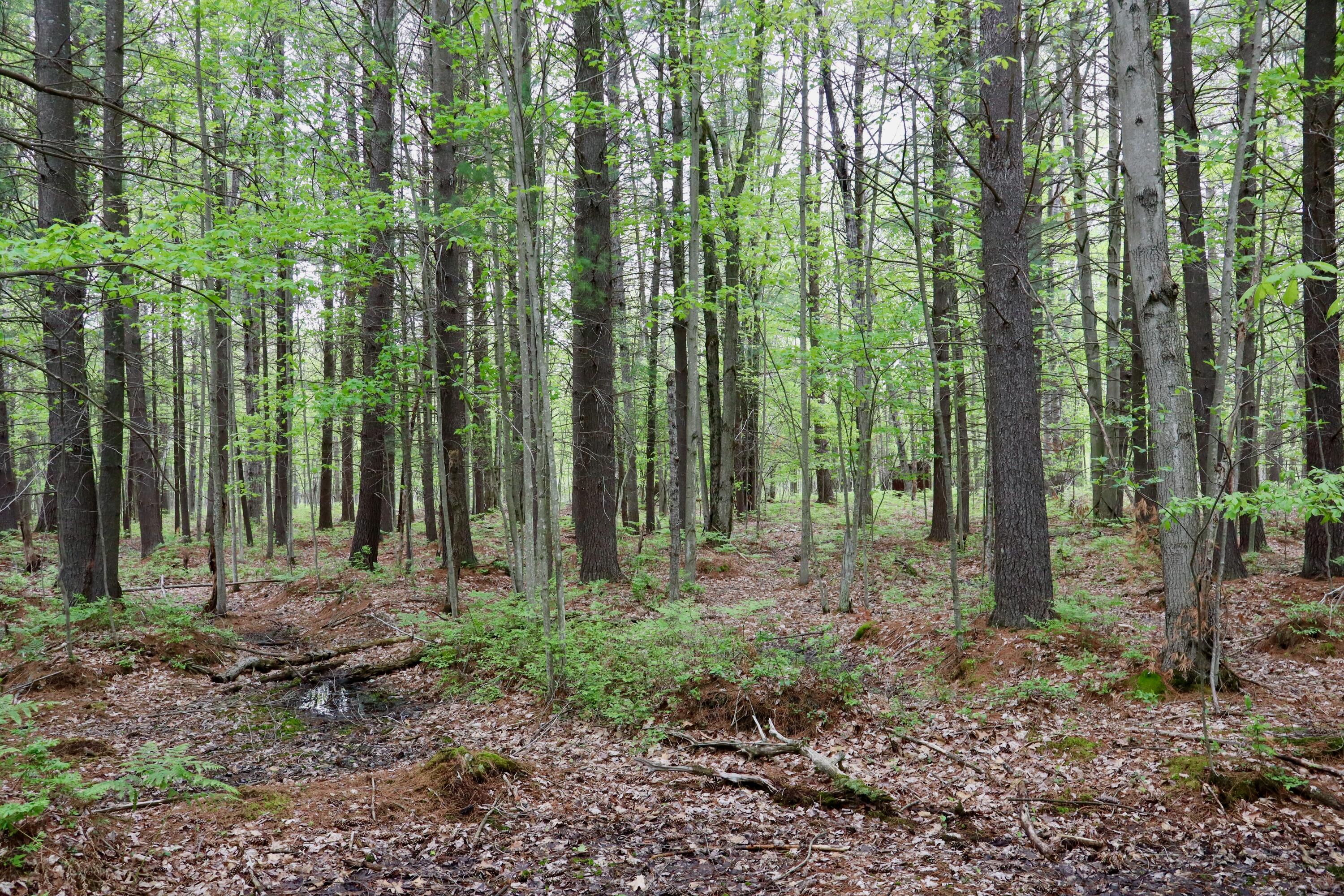 V/l East Levely Road Rhodes, MI 48652 - Photo 9 of 18 007