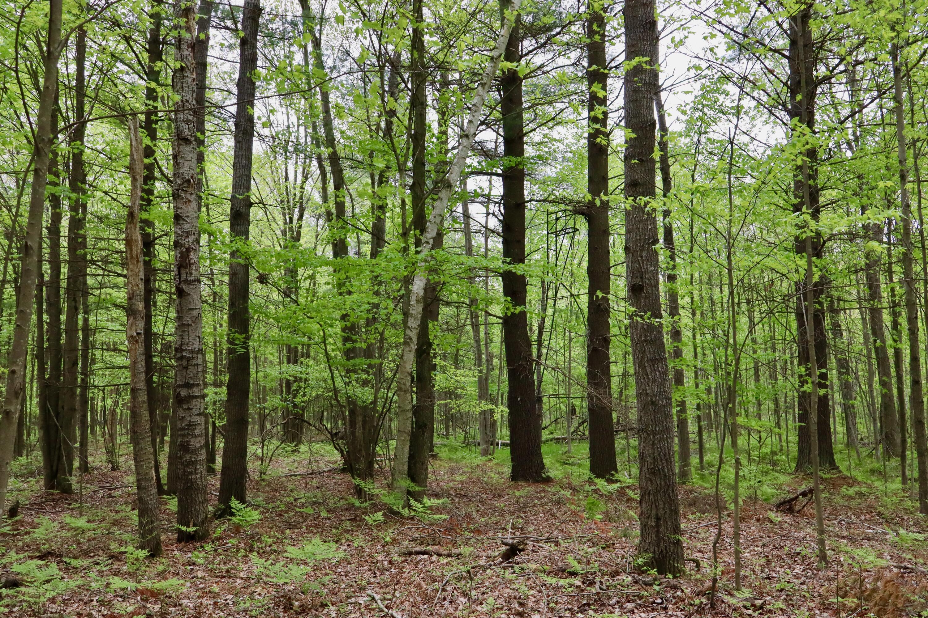 V/l East Levely Road Rhodes, MI 48652 - Photo 10 of 18 008