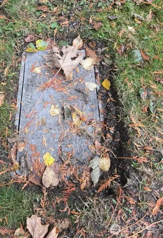 a view of a yellow plant in a garden