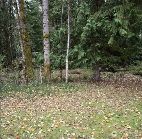 a view of a forest with a tree