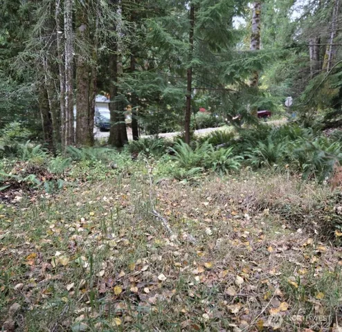 a view of a forest with trees