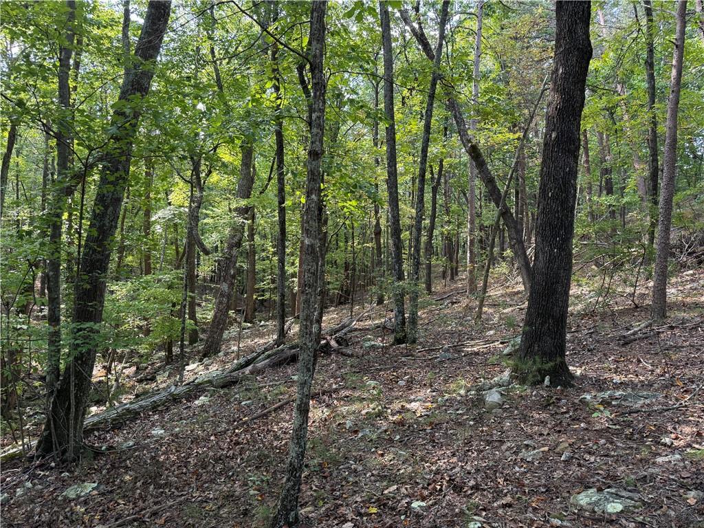 321 Stonehaven Court Jasper, GA 30143 - Photo 6 of 15 a view of a forest with trees in the background