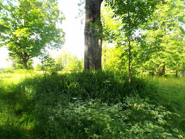 3.6-acre Maywood Road Deerbrook, WI 54424 - Photo 13 of 20 Gallery Image 13