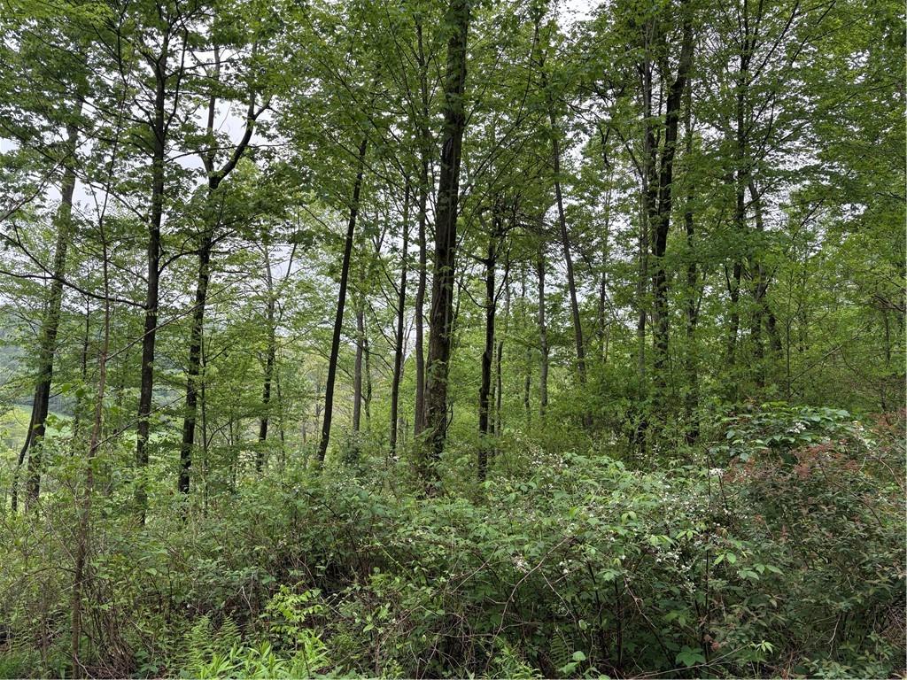 Lot 4 Cranberry Road Confluence, PA 15424 - Photo 10 of 12 a view of forest