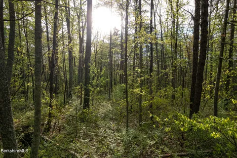 a view of a forest that has lots of trees