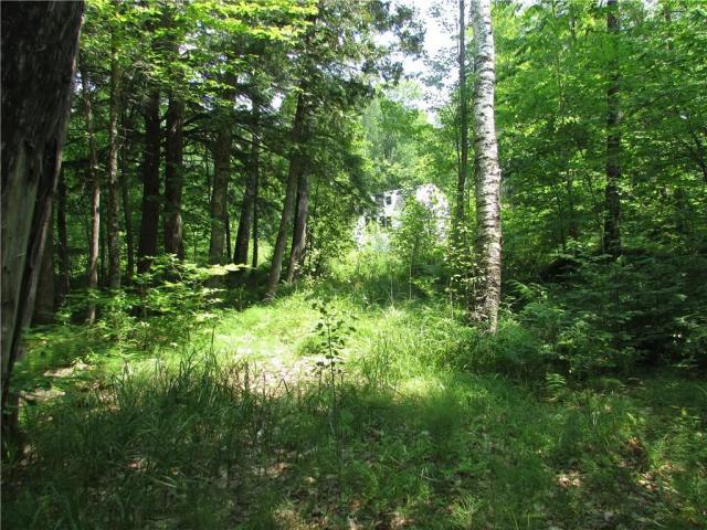 490 Pond Road St. Albans, ME 04971 - Photo 15 of 15 Woods1